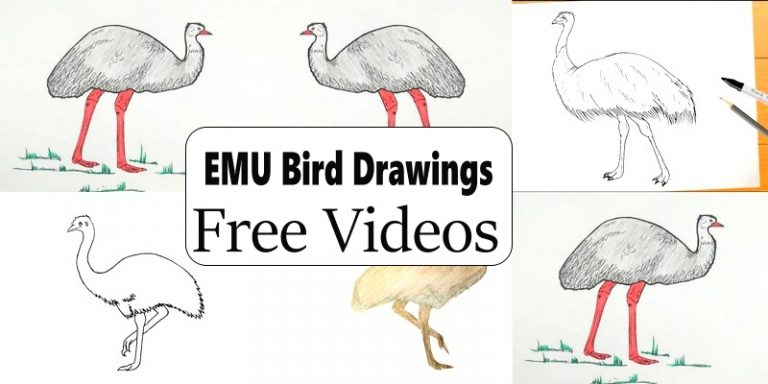 Creating Lifelike EMU Bird Drawings: Secrets of Professional Artists