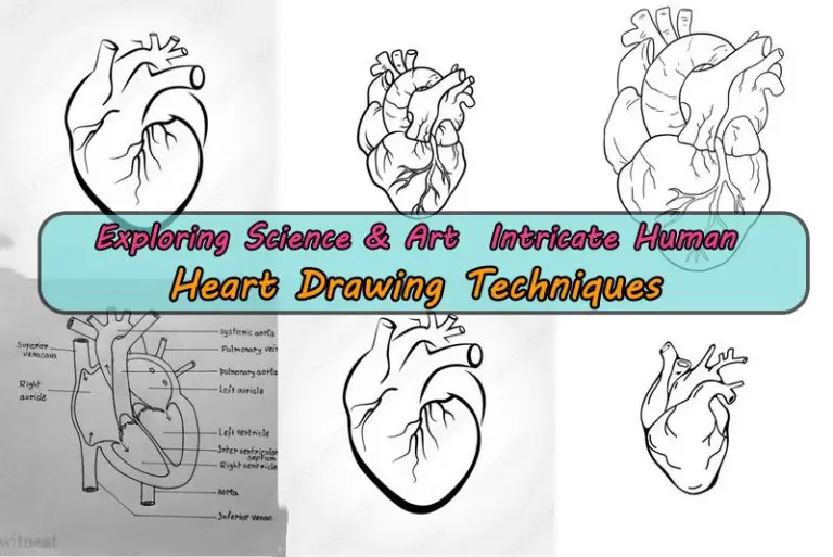 Exploring Science & Art  Intricate Human Heart Drawing Techniques