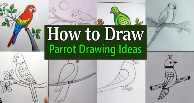 Parrot Drawing Ideas