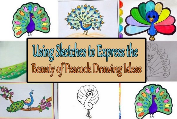 Using Sketches to Express the Beauty of Peacock Drawing Ideas