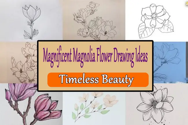 Magnificent Magnolia Flower Drawing Ideas Timeless Beauty