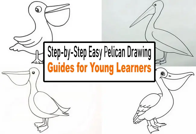 Step-by-Step Easy Pelican Drawing Guides for Young Learners