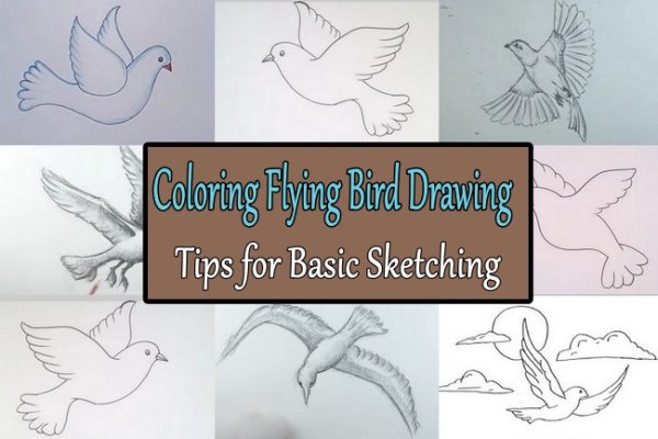 Coloring Flying Bird Drawing Tips for Basic Sketching
