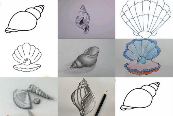 Colorful Seashell Drawing Infusing Your Art with Coastal Colors