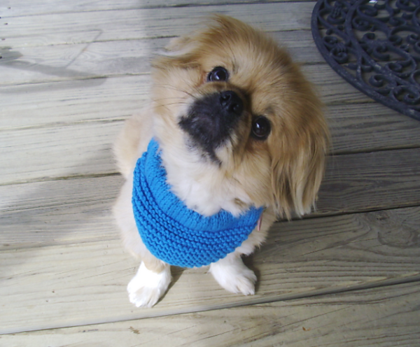 Free Crochet Dog Scarf Keeping Your Pup Warm and Stylish