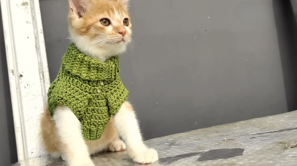 Cozy Crochet Dog Sweater - Cat Sweater Make for Your Pets