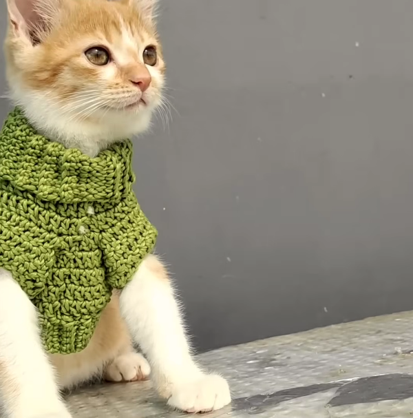 Cozy Crochet Dog Sweater - Cat Sweater Make for Your Pets