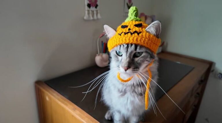 Easy-Awesome-Crochet-Pumpkin-Hat-for-Cats-Pattern